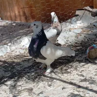 طوقی نرماده