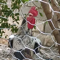 خروس محلی  درشت و سر حال