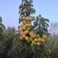 گلابی بیروتی ، درخت گلابی ، نهال،نهالستان در مشهد