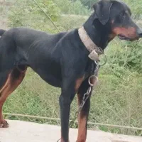 سگ دورمن نژاد دار
