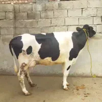 گاو