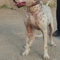 بولی