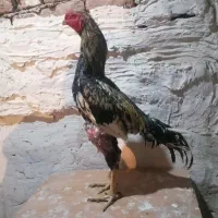 خروس لاری