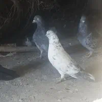 کبوتر فوری