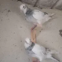 کفتر