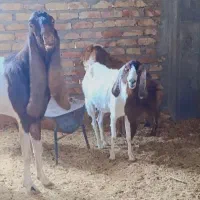 بز مری ویک نر بز