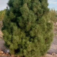 زمین-باغی