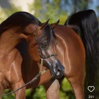 خرید فروش انواع نژاد ها