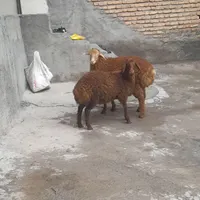 دو راس بره اوتاخ نرو ماده
