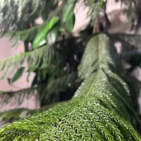 فروش|گل و گیاه طبیعی|خلخال, |دیوار