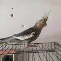 عروس هلندی گمشده