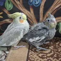 طوطی