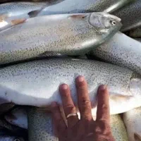 ماهی قزل از استخر
