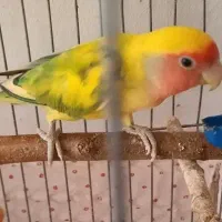 طوطی کوتوله برزیلی ،خوشگل و بامزه