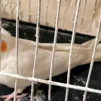 عروس هلندی خوشگل