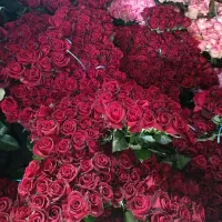 رز شاخه ای 40