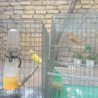 قناری نر و ماده