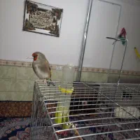 سهره