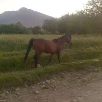 اسب