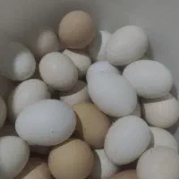 تخم مرغ محلی ونطفه دار