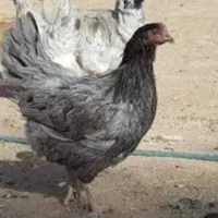 فروش مرغ گلین اصیل لری