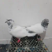 جفت کله دمبی نر و ماده