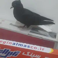 جوجه دم سفید کاکلی