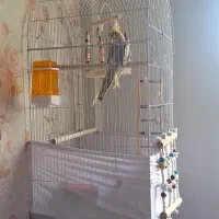 عروس هلندی