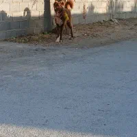 فلاورجان شهر بهاران محله اجکرد