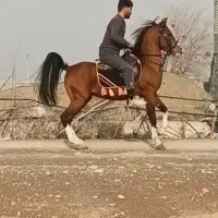 اسب کره یهودا شاهسوندی