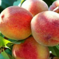 1000متر-باغچه-با-درختان-مسمر-داخل-شهرک