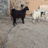 بزغاله ماده