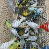 مرغ عشق