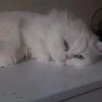گربه پرشین فلت
