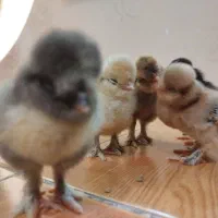 سلطان|حیوانات مزرعه|اردبیل, |دیوار
