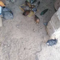جوجه