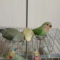 جوجه سرلاکی طوطی برزیلی