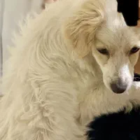 سگ شیتزو لوس