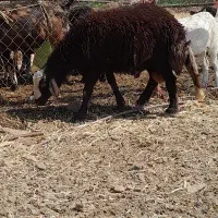 بره.نره.