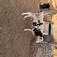 گوساله|حیوانات مزرعه|درمیان, |دیوار