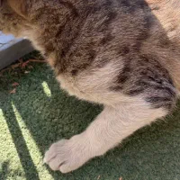 واگذاری گربه واکسن زده