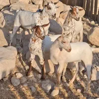 سبک حیواان