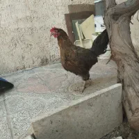 مرغ های تخم گذار فروش فوری
