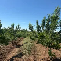 باغچه-به-قیمت-زمین-خالی