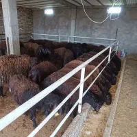 دامداری حاشیه اتوبان سبزوار ،نیشابور