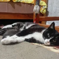 واگذاری گربه به همراه ۳ تا بچه