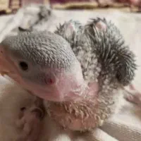 جوجه شاه طوطی حلقه پا