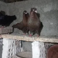 زاغ و سرخ ابادانی