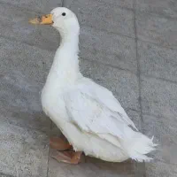 اردک نر زیبا و چابک