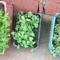 انواع نشأ به قیمت عالی در رامسر